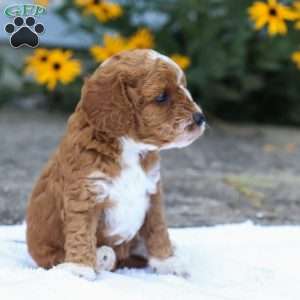 Carli F1B, Cavapoo Puppy